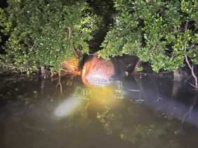 Geger! Paus 4 Ton Terdampar Jadi Bangkai di Hutan Mangrove Inhil