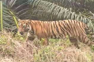 Disdik Inhil Beri Dispensasi Khusus: Belajar Dari Rumah Akibat Teror Harimau Sumatera