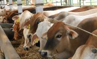 Iduladha 1447 H, PWI Riau Sembelih 6 Ekor Sapi dan 1 Ekor Kambing