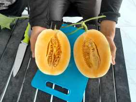 Berawal dari Hobi, Indra Djaya Sukses Sulap Lahan di Tenayan Raya Jadi Kebun Melon Premium