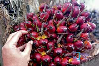 Turun Harga Kelapa Sawit Mitra Plasma Minggu Ini Jadi Rp3.941 per Kg