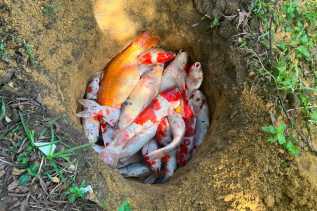 Kisah Listrik Padam Massal di Pekanbaru: Ikan Koi Wali Kota Mati hingga ES UMKM Cair