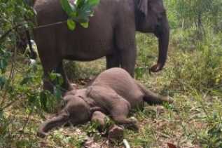 Gajah Sumatera Mati di TNTN Akibat Virus EEHV