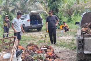 Harga TBS Kelapa Sawit Mitra Swadaya Riau Sebesar Rp3.956 per Kg
