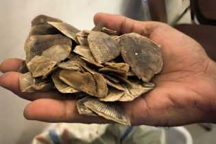 Polisi Gagalkan Perdagangan Sisik Tenggiling 30 Kg di Rokan Hilir, 2 Pelaku Buron