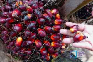 Harga TBS Kelapa Sawit Plasma Riau Naik Tipis Tembus Rp3.900/Kg