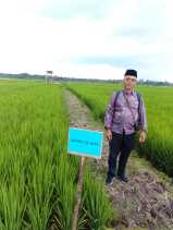 Dinas Pertanian Inhil Monitorng Penangkar Padi Kelompok Sido Makmur