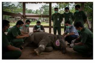 BBKSDA Riau Pastikan Kematian Bayi Gajah Laila Akibat Infeksi Virus EEHV