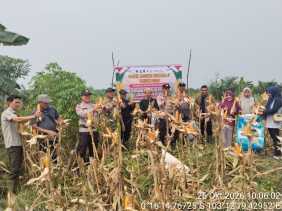 Wujudkan Mandiri Pangan, Kades Sungai Luar Apresiasi Kolaborasi Panen Jagung Kuartal II