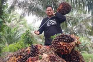 Harga TBS Kelapa Sawit Mitra Swadaya Riau Naik Tembus Rp3.468 per Kg