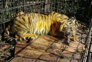 Detik-detik Anak Harimau Sumatera Masuk Kandang Jebak di Desa Pulau Muda Pelalawan