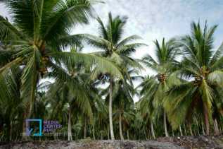 Pemkab Meranti Dorong Hilirisasi Kelapa Lewat Peremajaan Kebun