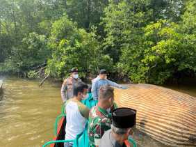 KKP Kirim Sampel Bangkai Paus di Inhil ke BRIN