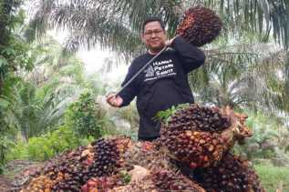 Naik Lagi, Harga Kelapa Sawit Mitra Plasma Tembus Rp4.001 per Kg