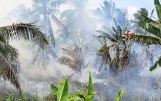 Kebakaran 2 Hektare Perkebunan Kelapa di Inhil Berhasil Dipadamkan