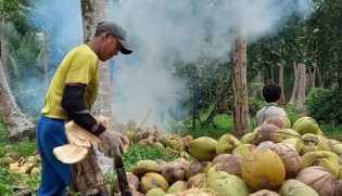 Pemprov Riau Ungkap Penyebab Harga Kelapa di Inhil Turun, Permintaan Global Lesu Saat Produksi Melimpah