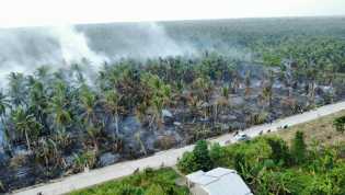 Kebakaran Perkebunan Kelapa di Inhil Akibatkan A