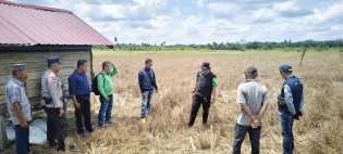 Dinas Pertanian Inhil Petakan Dampak El Nino untuk Selamatkan Produksi dan Lahan Pangan
