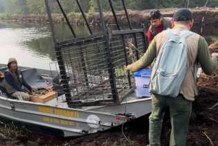 BBKSDA Riau Pasang Jebakan Harimau di Pelalawan