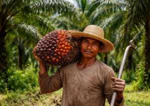 Jelang Lebaran, Harga Kelapa Sawit Mitra Plasma Minggu Ini Jadi Rp3.886 per Kg