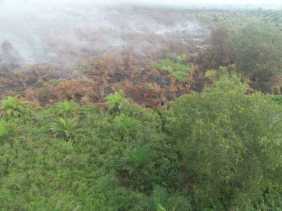 Satgas Karhutla Lakukan Pemadaman Api di Rupat Utara, Dumai Kota, dan Pelalawan