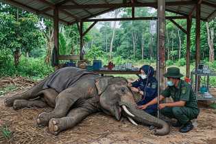 Berjuang 34 Hari Lawan Sakit, Gajah Binaan BBKSDA Riau Jovi Meninggal Dunia