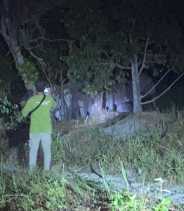 12 Gajah Liar Berukuran Raksasa Tiba-Tiba Lintasi Kebun Warga Pekanbaru