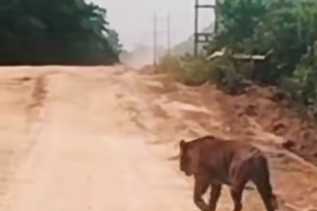 Harimau Ukuran Besar Melintas di Jalan Zamrud Siak, BBKSDA Riau Turunkan Tim