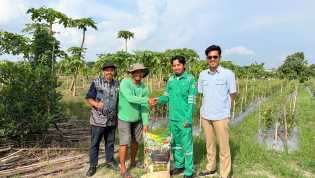 Begini Cerita Herry Petani Pesona Kualu Tingkatkan Produktivitas Pepaya California