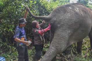 Berusia 60 Tahun, Gajah Betina Ini Pilih Jalani Hidup sebagai Petualang Rimba Mandiri