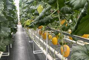 Rekomendasi Liburan Keluarga: Menikmati Manisnya Melon Premium di Agrowisata Pekanbaru