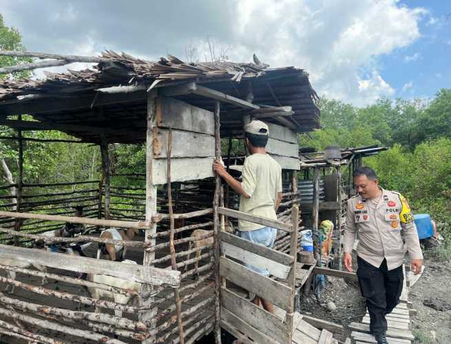 Babinkamtibmas Polsek Pulau Burung Kembangkan Ternak Kambing Lokal
