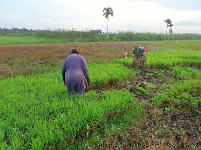 Serda Sukiran Terus Lakukan Penanaman Pada Lahan Ketahanan Pangan