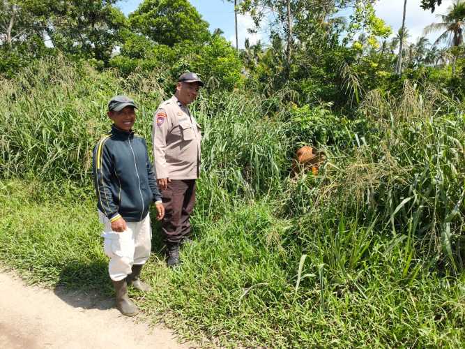 Bhabinkamtibmas Polsek Pulau Burung Gembalakan Sapi Demi Pemenuhan Nutrisi Pembentukan Daging