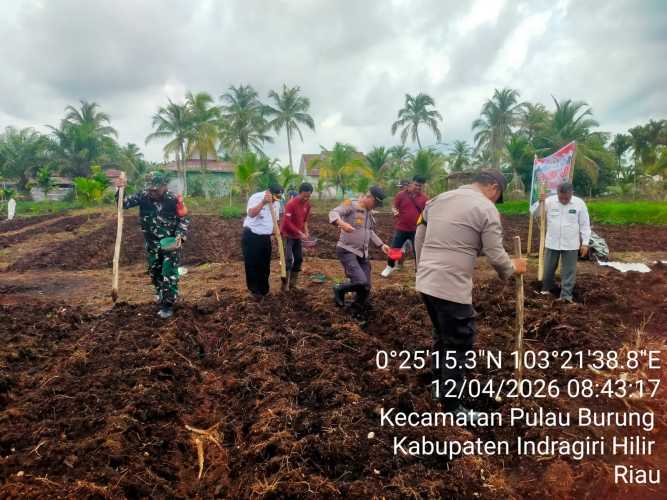 Babinsa Sri Danai Jaya Kawal Ketahanan Pangan melalui Penanaman Jagung Serentak