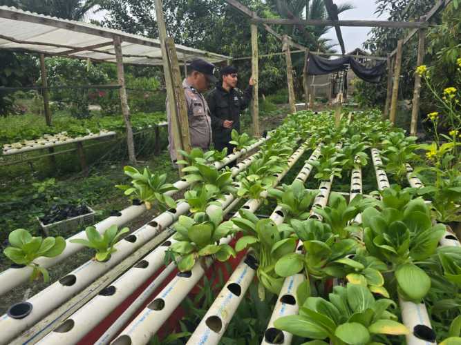 Bhabinkamtibmas Polsek Pelangiran Pantau Perkembangan Tanaman Hidroponik di Desa Tanjung Simpang