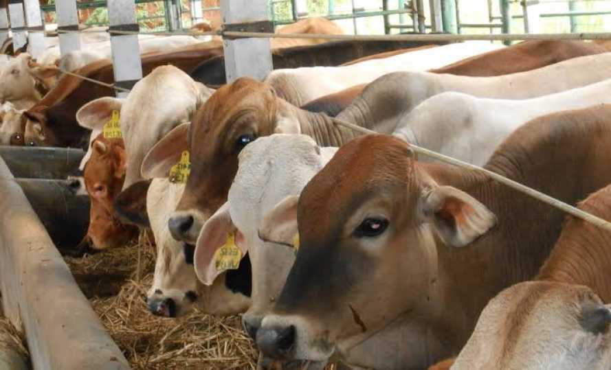 Iduladha 1447 H, PWI Riau Sembelih 6 Ekor Sapi dan 1 Ekor Kambing