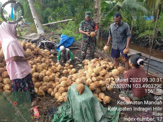 Dalam Upaya Mendorong Peningkatan Harga Jual, Babinsa Cek Kualitas Hasil Panen Petani