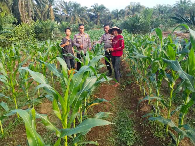 Kapolsek Batang Cenaku Ajak Petani Terus Semangat Dukung Program Swasembada Pangan Nasional