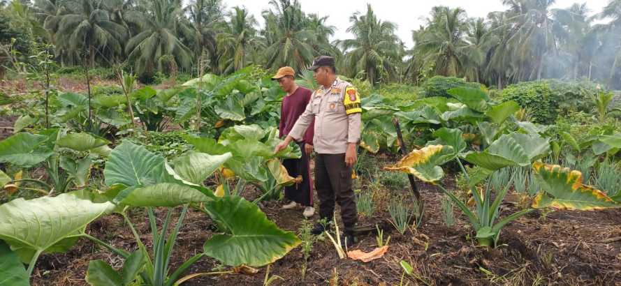 Polsek Pelangiran Dampingi Warga Kembangkan Keladi Rendah Karbohidrat di Pelangiran