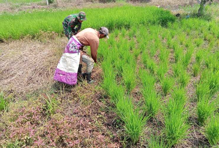 Dihari Kedua Puluh Tujuh Serka Hepi Martisom  Lanjutkan Progres di Lahan Ketahanan Pangan