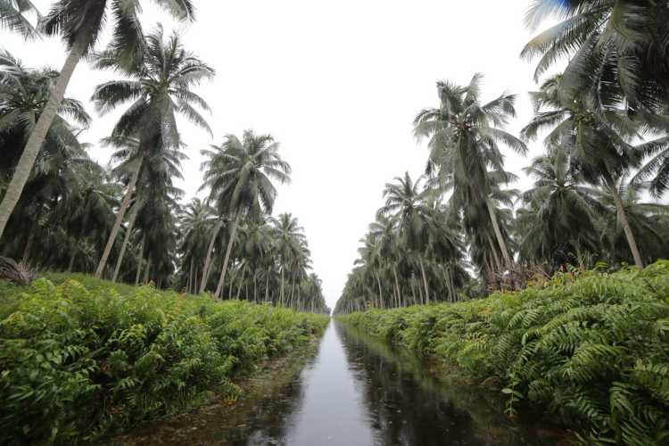 Refleksi 58 Tahun Sambu Group: Menjaga Warisan dan Menumbuhkan Masa Depan Ekosistem Kelapa Indonesia