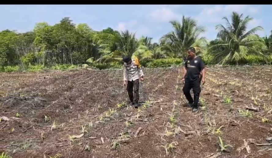Bhabinkamtibmas Polsek Mandah Cek Perkembangan Tanaman Jagung di Lahan PT RSA, Dukung Swasembada Pangan