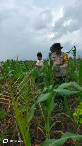 Bhabinkamtibmas Desa Bente Cek Perkembangan Jagung Pipil di Desa Igal Dukung Ketahanan Pangan Nasional