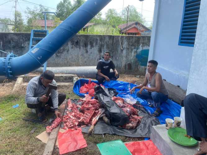 Idul Adha 1445 H/2024, PDAM TI Sembelih 4 Ekor Sapi dan 1 Kambing