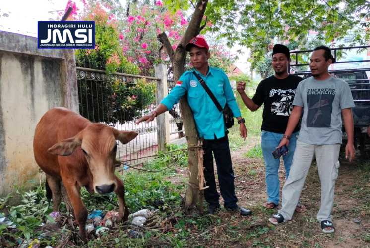 Idul Adha 2023, JMSI Inhu Potong Sapi dan Dua Kambing Kurban