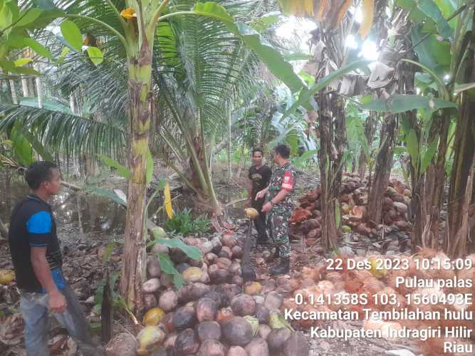 Menjaga Stablitas Ketahanan Pangan, Sertu Suherman Kontak Langsung Petani Kelapa