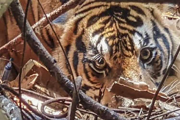 Kamera CCTV Warga Desa Benteng Hulu Siak, Rekam Penampakan Harimau Sumatera