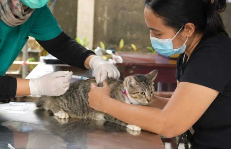 Rabies Bisa Menyerang Siapa Saja, Ini Pentingnya Vaksin untuk Hewan Peliharaan