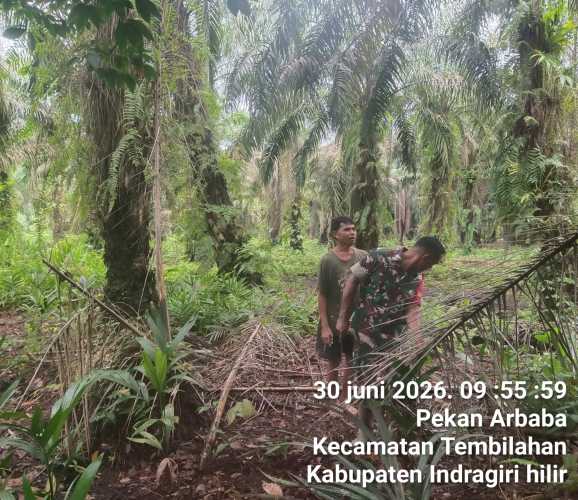 Babinsa Pekanarba Jaga Stabilitas Wilayah Teritorial dalam Lingkup Binter